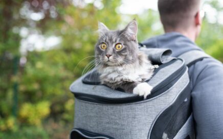 Pet Travel Feature Img